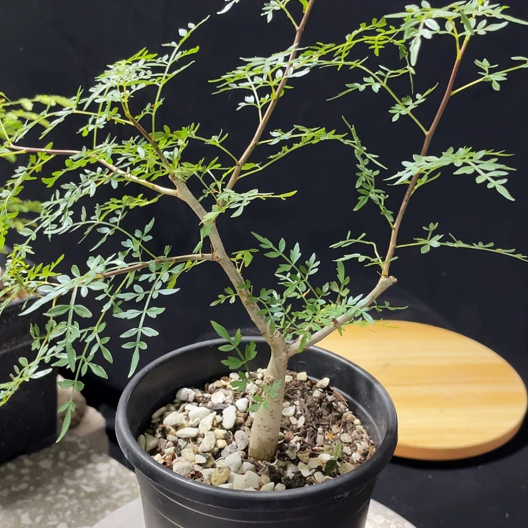 狭叶裂榄66666666666666