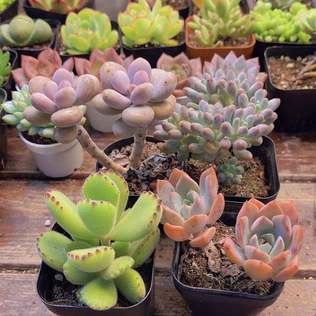 桃蛋➕婴儿手指➕红粉佳人➕熊童子