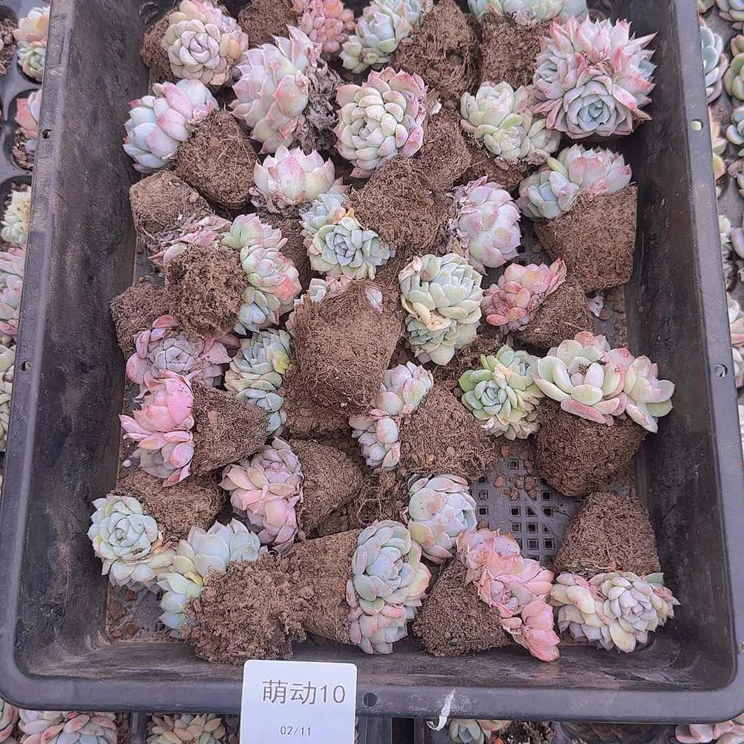 直播一物一拍多肉10