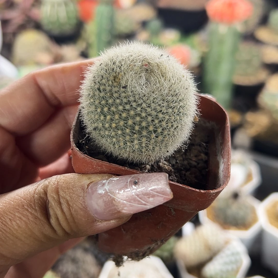 仙人球11111111111