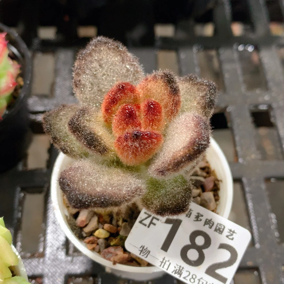 肉萌萌拇指盆精控多肉ZF182