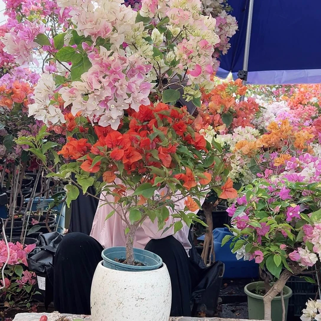 大部分花苞少量开放红桑巴，绿樱，广红樱组合