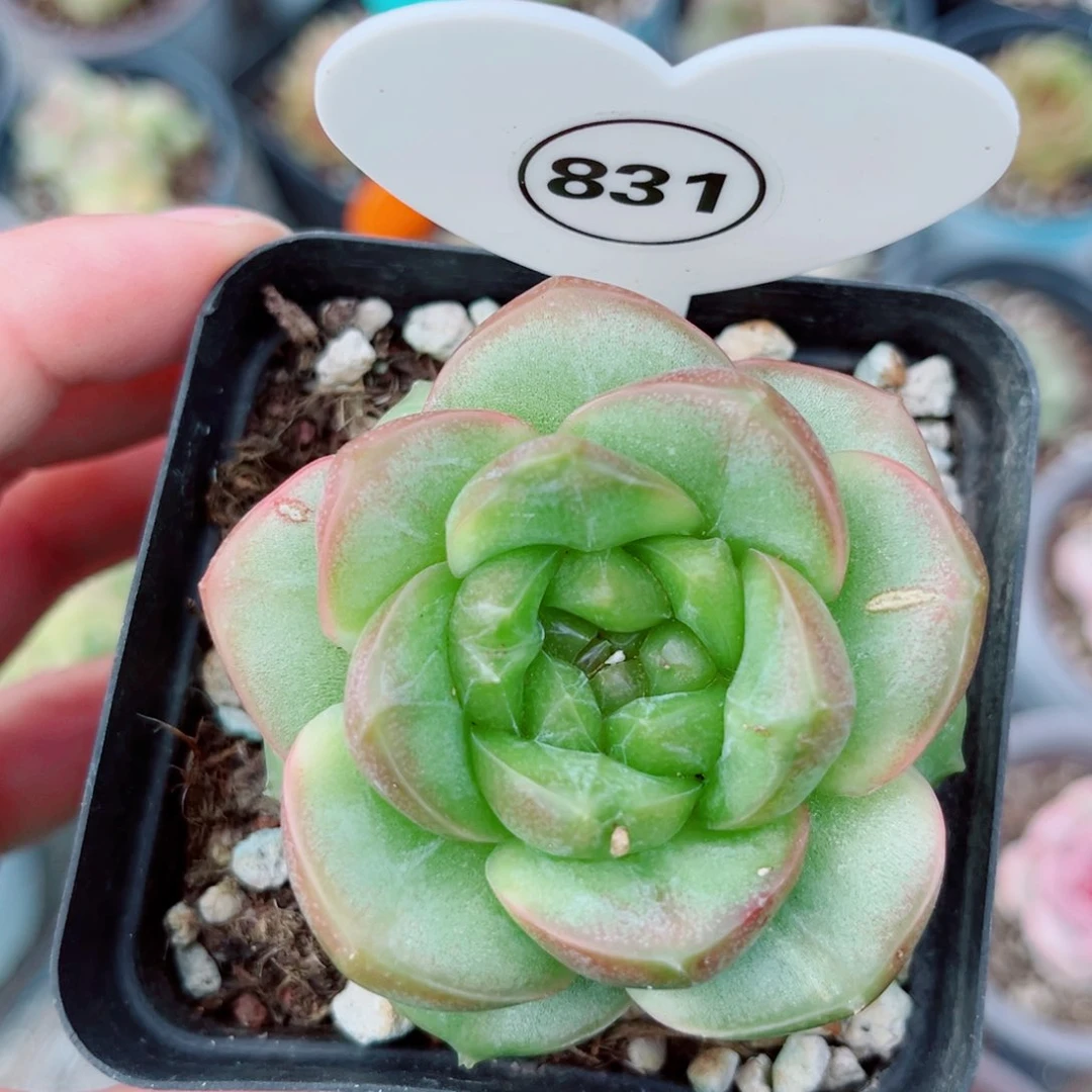 风靡园艺新品珍妮单头
