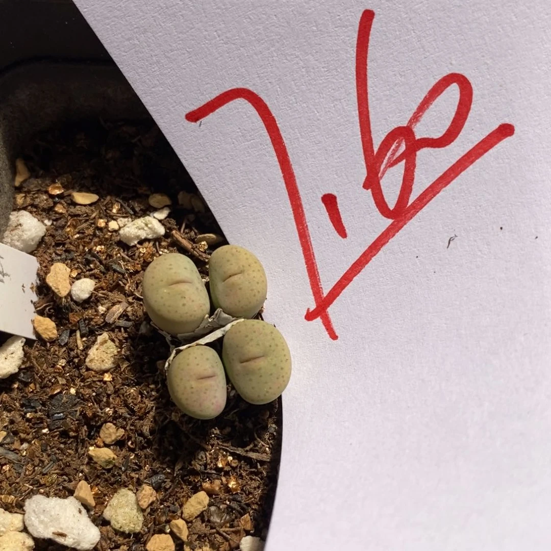 板**?7160一个一个一个