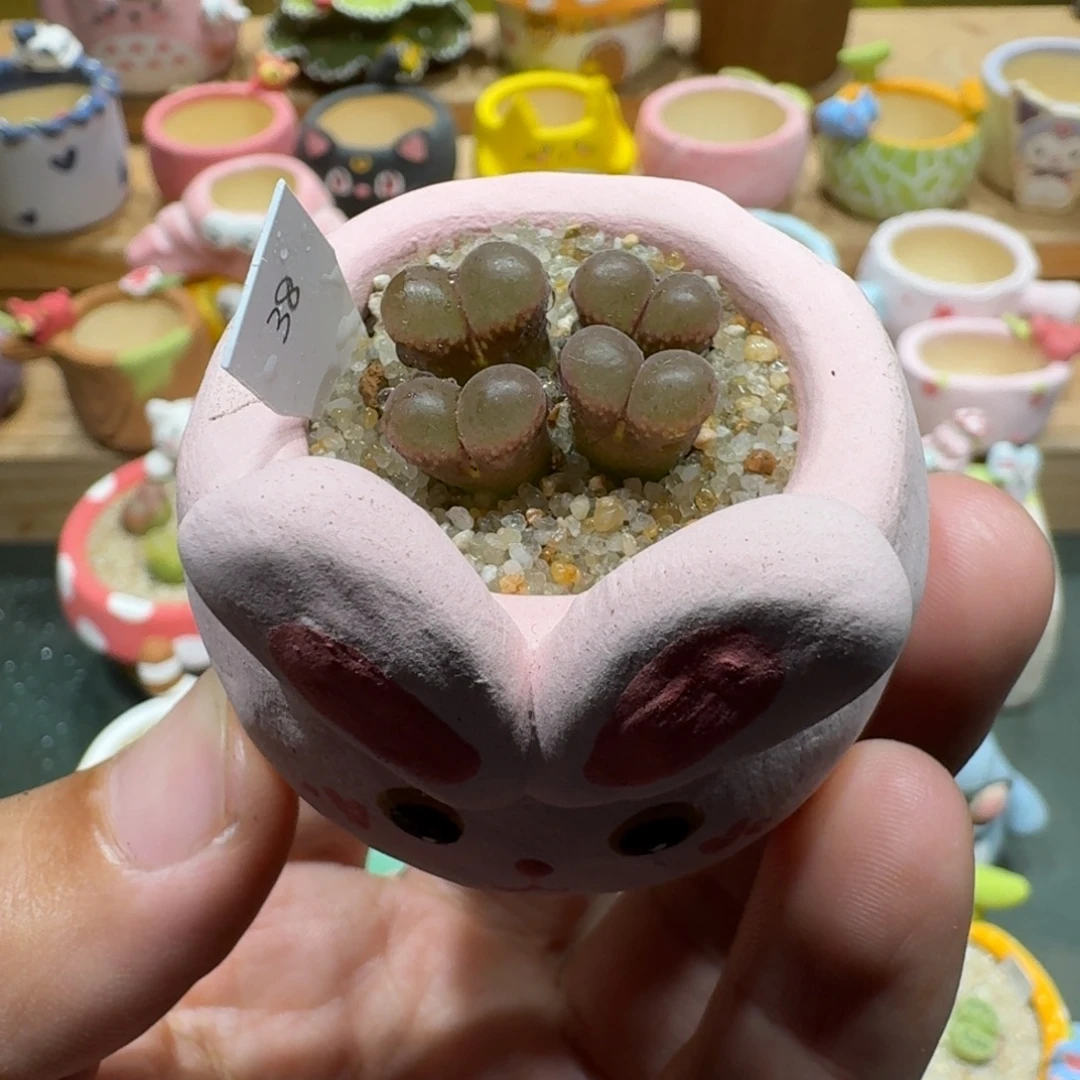 蘑菇1325风铃多肉植物