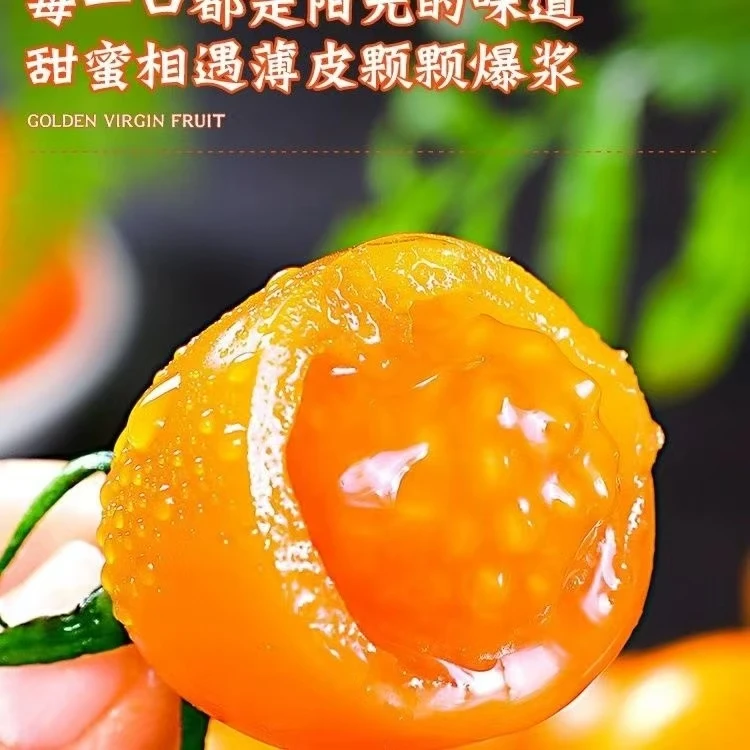 黄金圣女果三斤左右