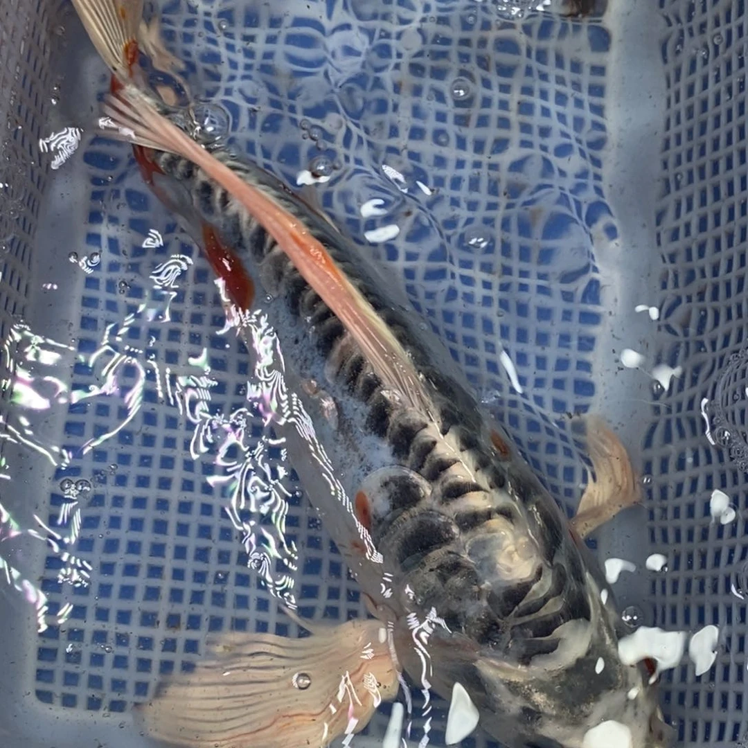 锦鲤冷水锦鲤包邮