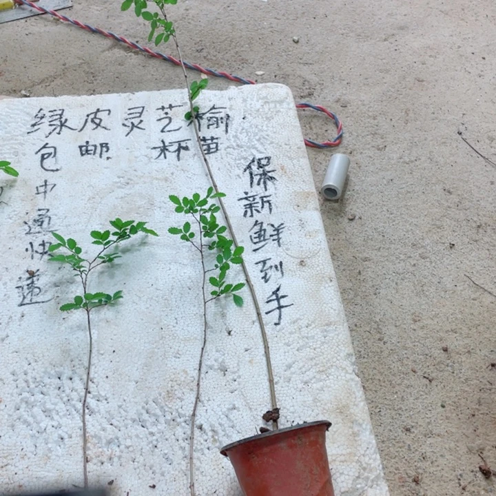୧***²无花朵附图片来源