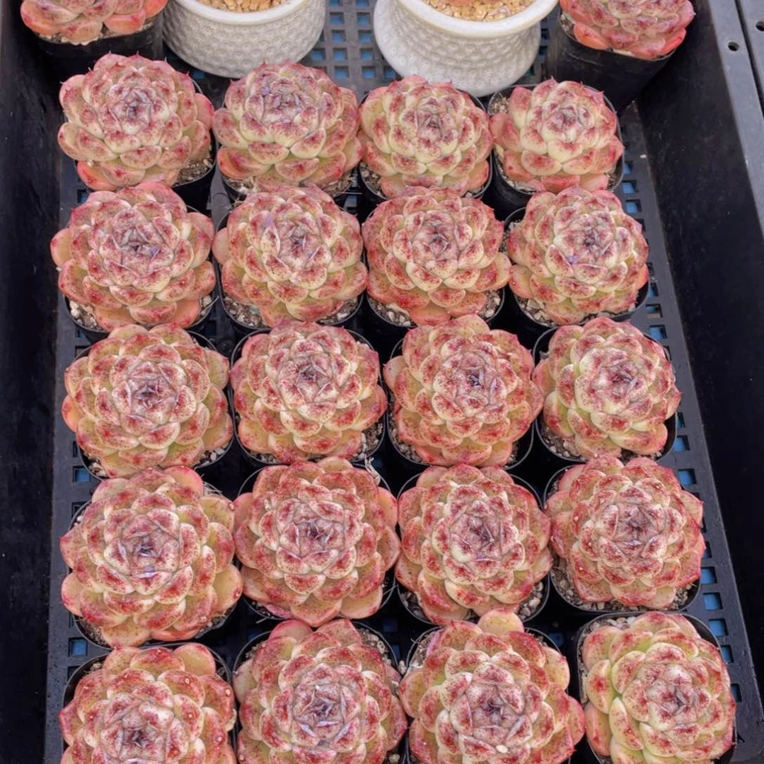 量拍40号黑森林大单头一个