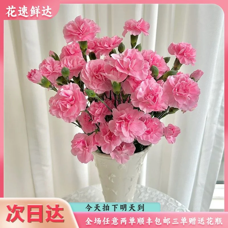 次日达【多丁珍珠粉10枝】鲜花批发直播任意两单顺丰冷链包邮鲜花批发直播鲜花次日达三单赠送花瓶一个