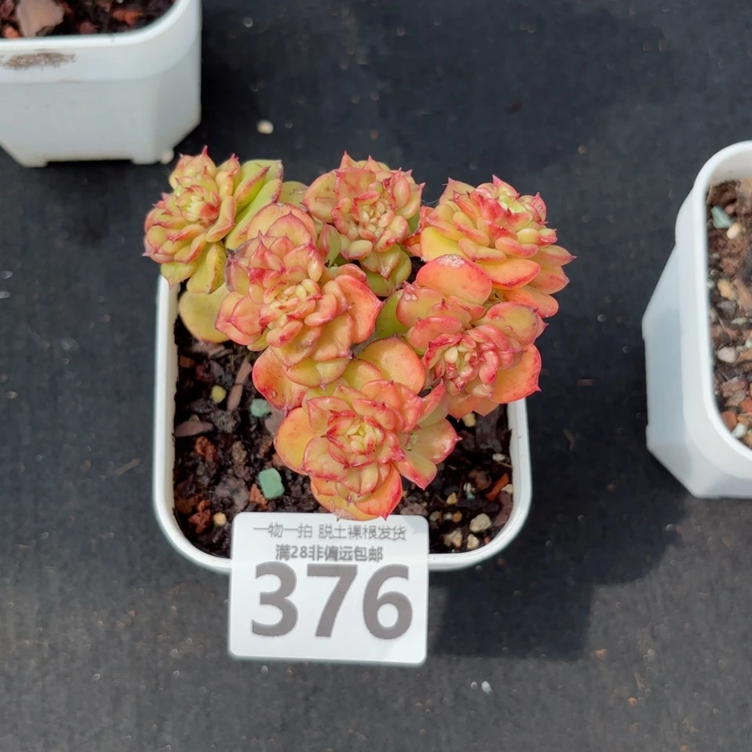 腊牡丹老桩无盆土发货