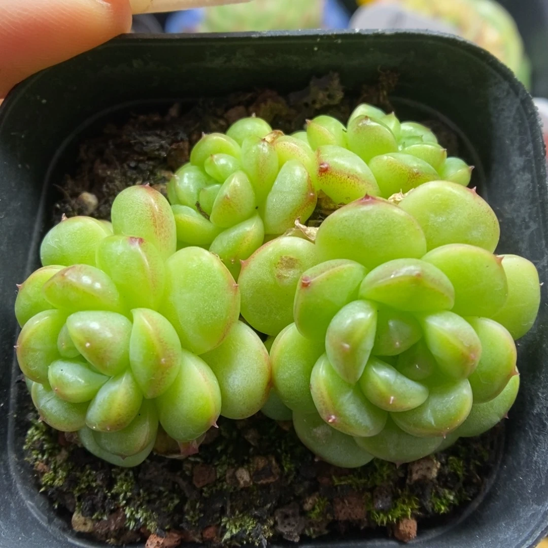 绿葡萄珍妮群生5128号。