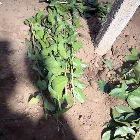 6根六十长叶仙枝条