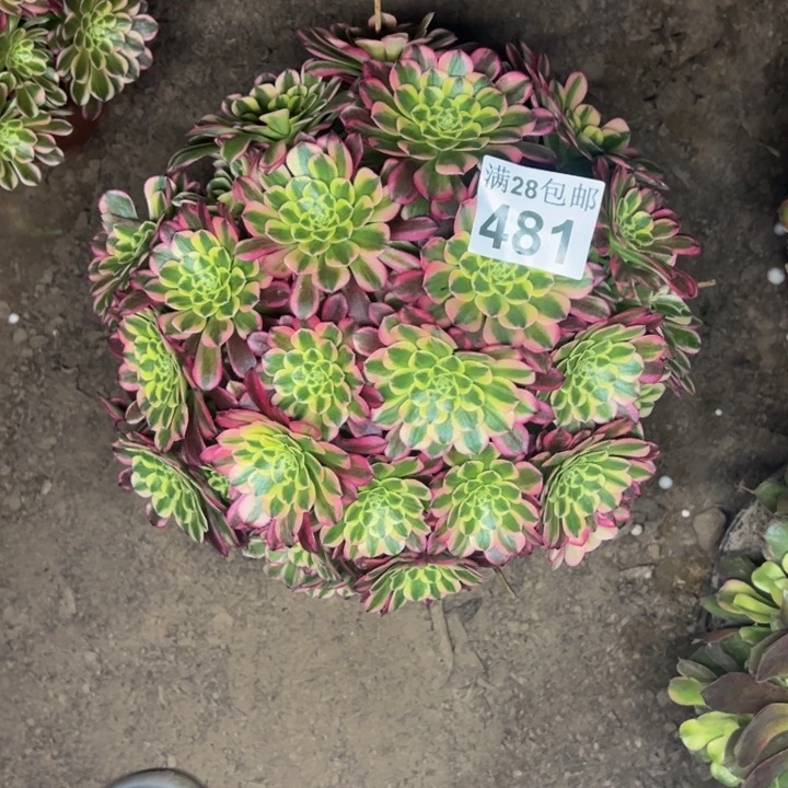 481南朝霞多肉植物