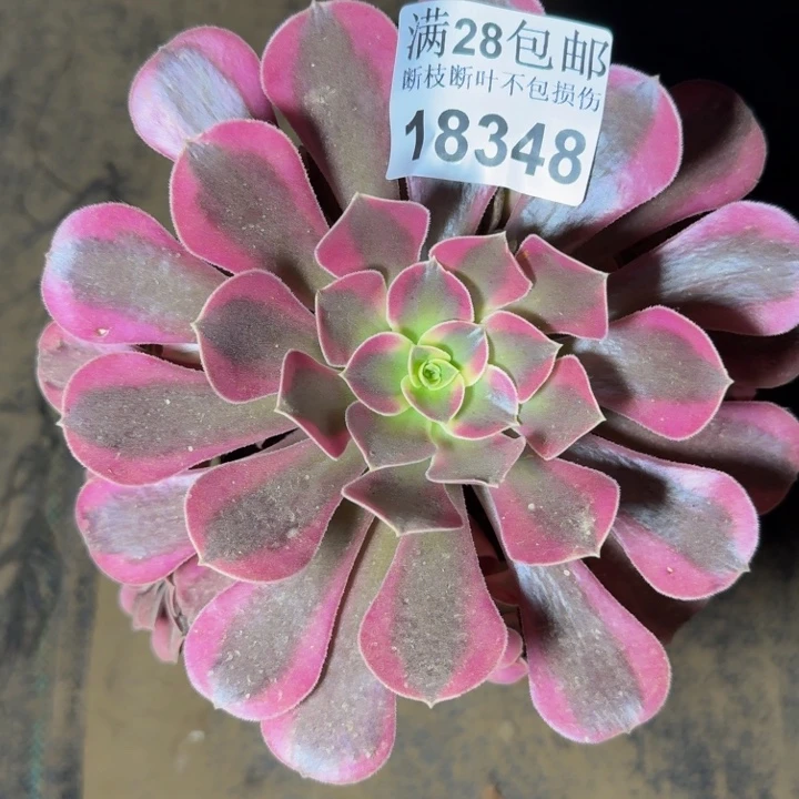 18348美杜莎多肉植物