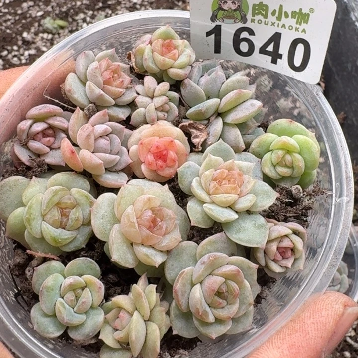 多肉植物多肉植物