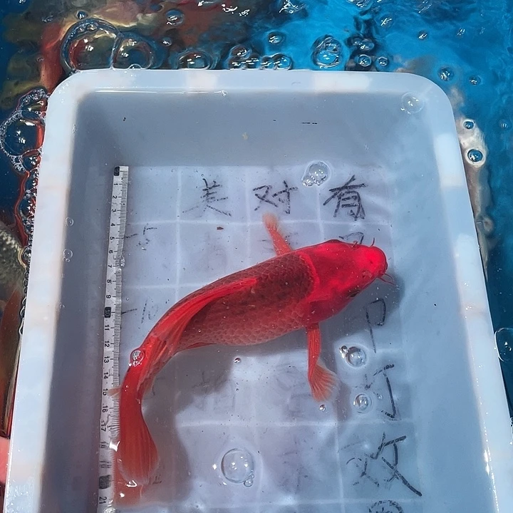 蝴蝶鲤鱼渔场直发11