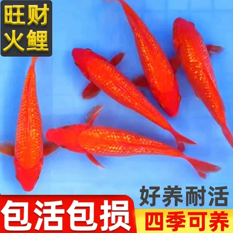 纯种日本红介子锦鲤活体观赏风水淡冷水招财鱼苗好养观赏鱼