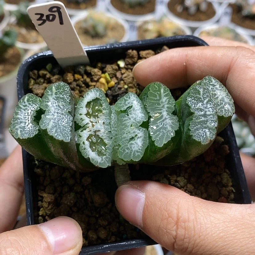 【闪购商品】309实生