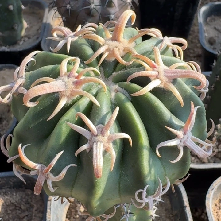 武藏凌波999999999