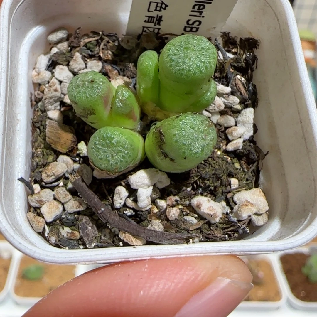 C***n肉锥多肉植物组合-193