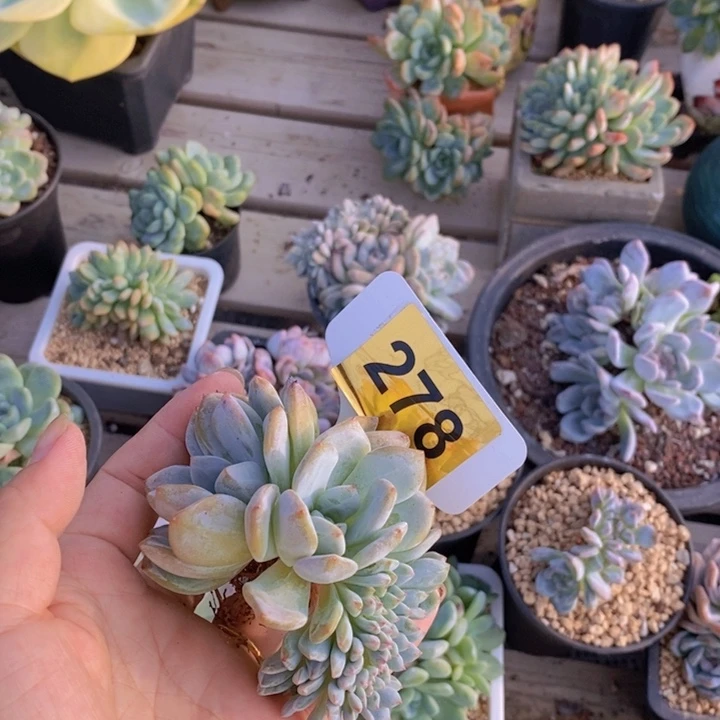 遥***远278多肉植物中都存在