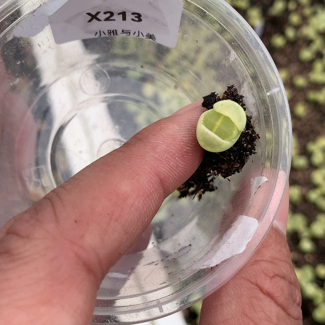 歆**愿X213多肉植物保护