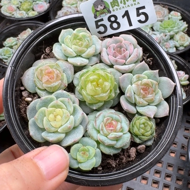 多肉植物多肉植物