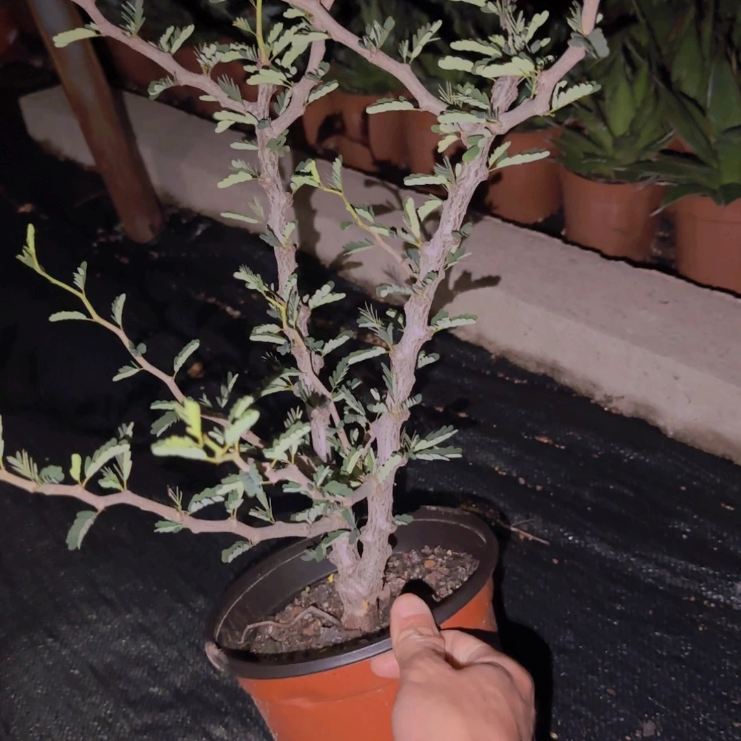 清***风块根植物块根植物块根