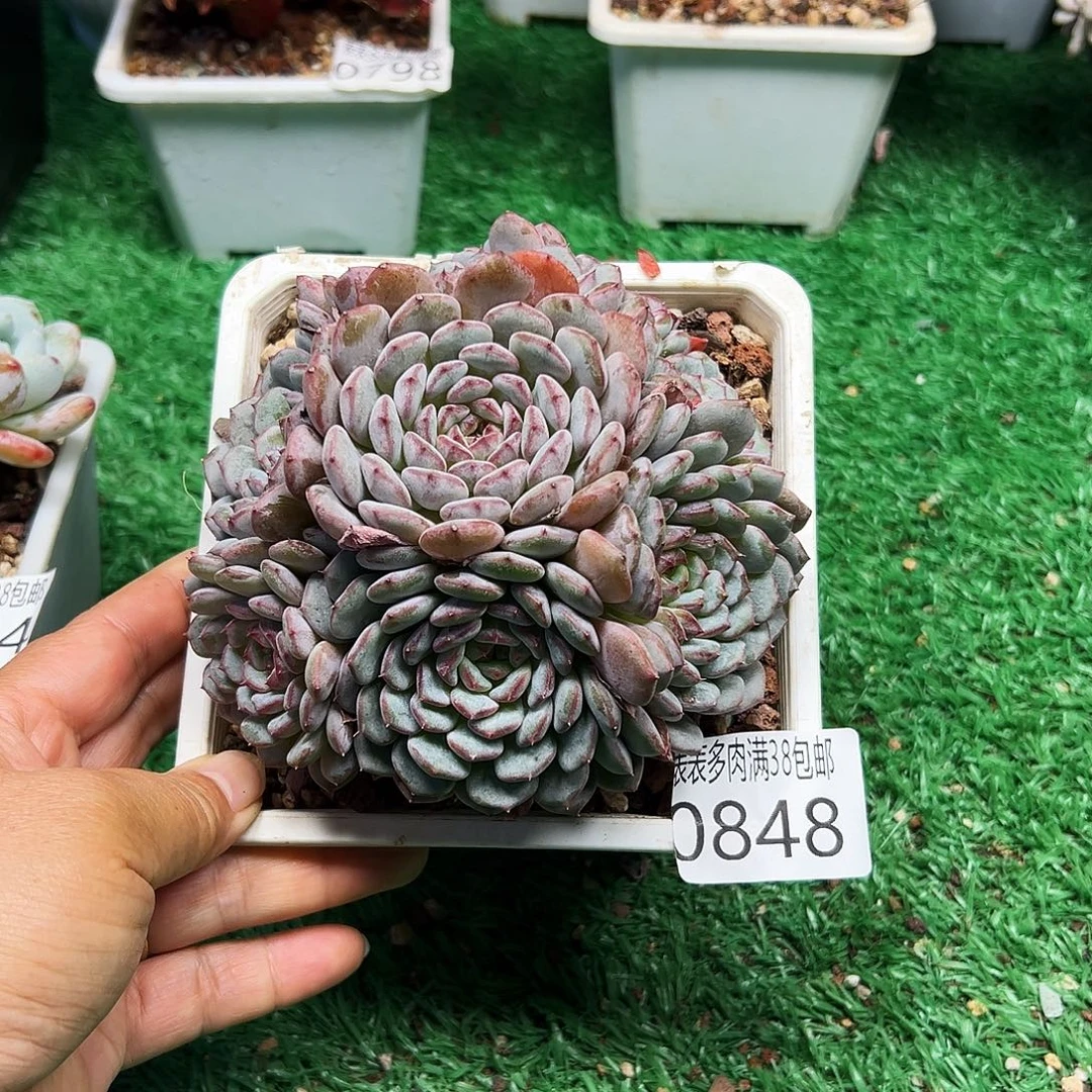无花朵＂多肉一物一拍植物0848
