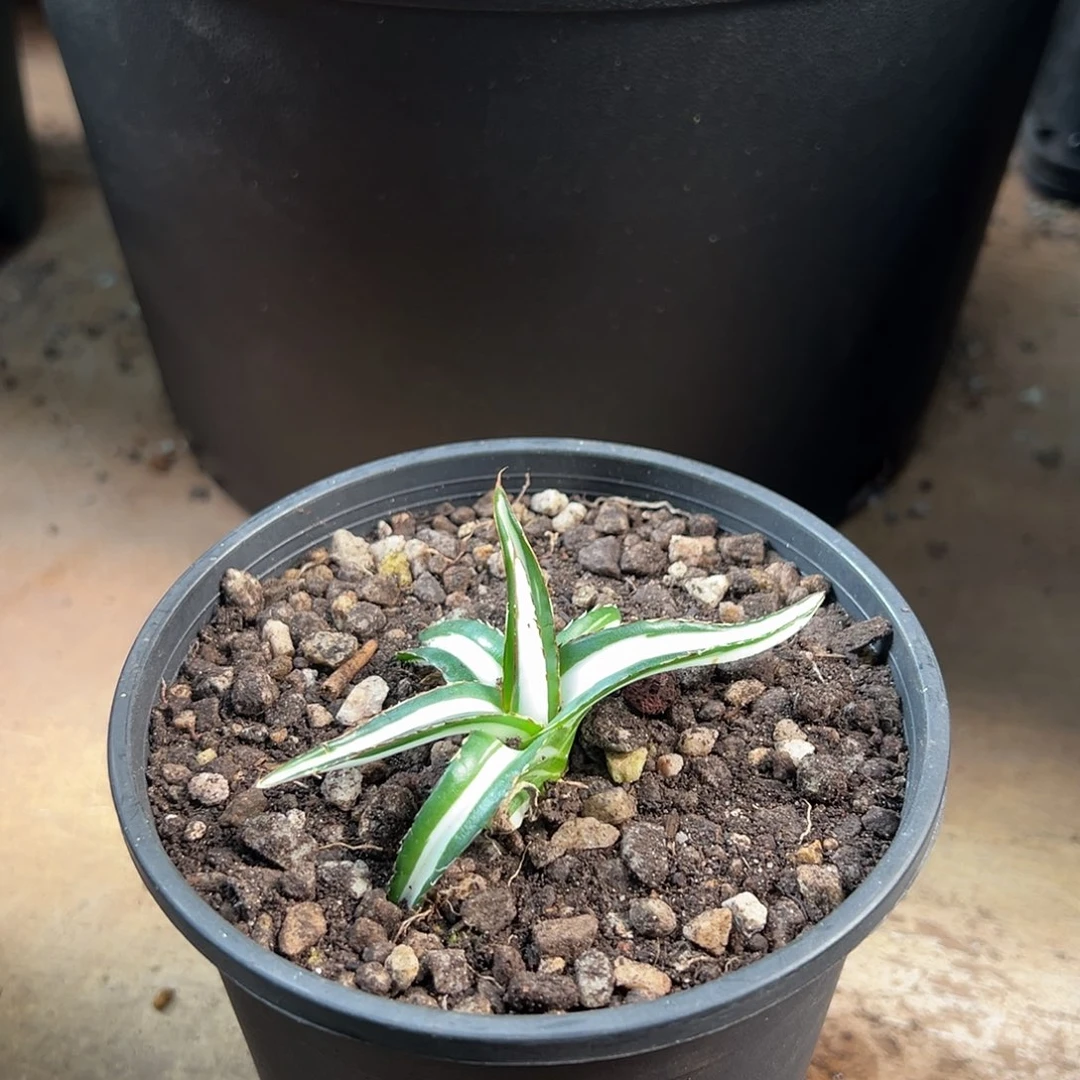 S***T无花朵多肉植物寄养费费