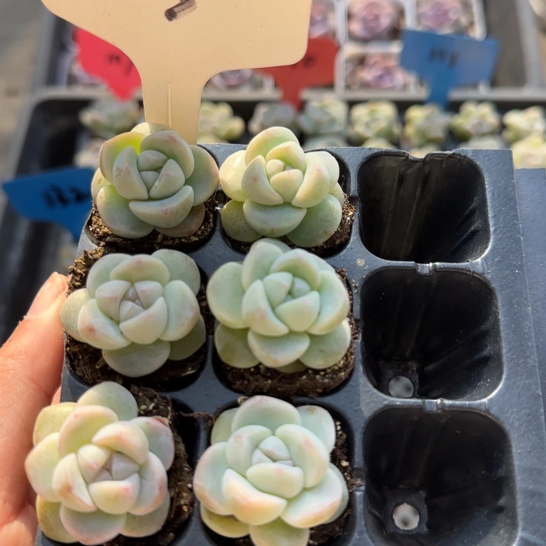 3琥珀冰9颗哈哈哈哈