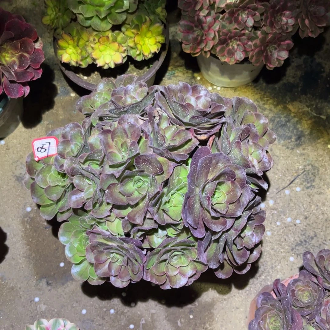 057多肉植物魅金玫瑰