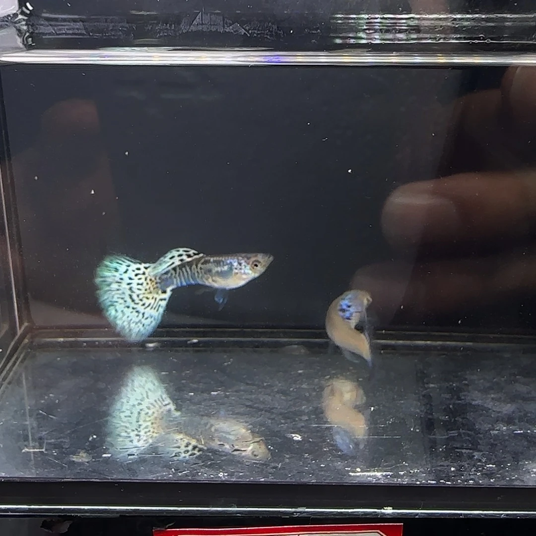 孔雀鱼银河白蛇一对