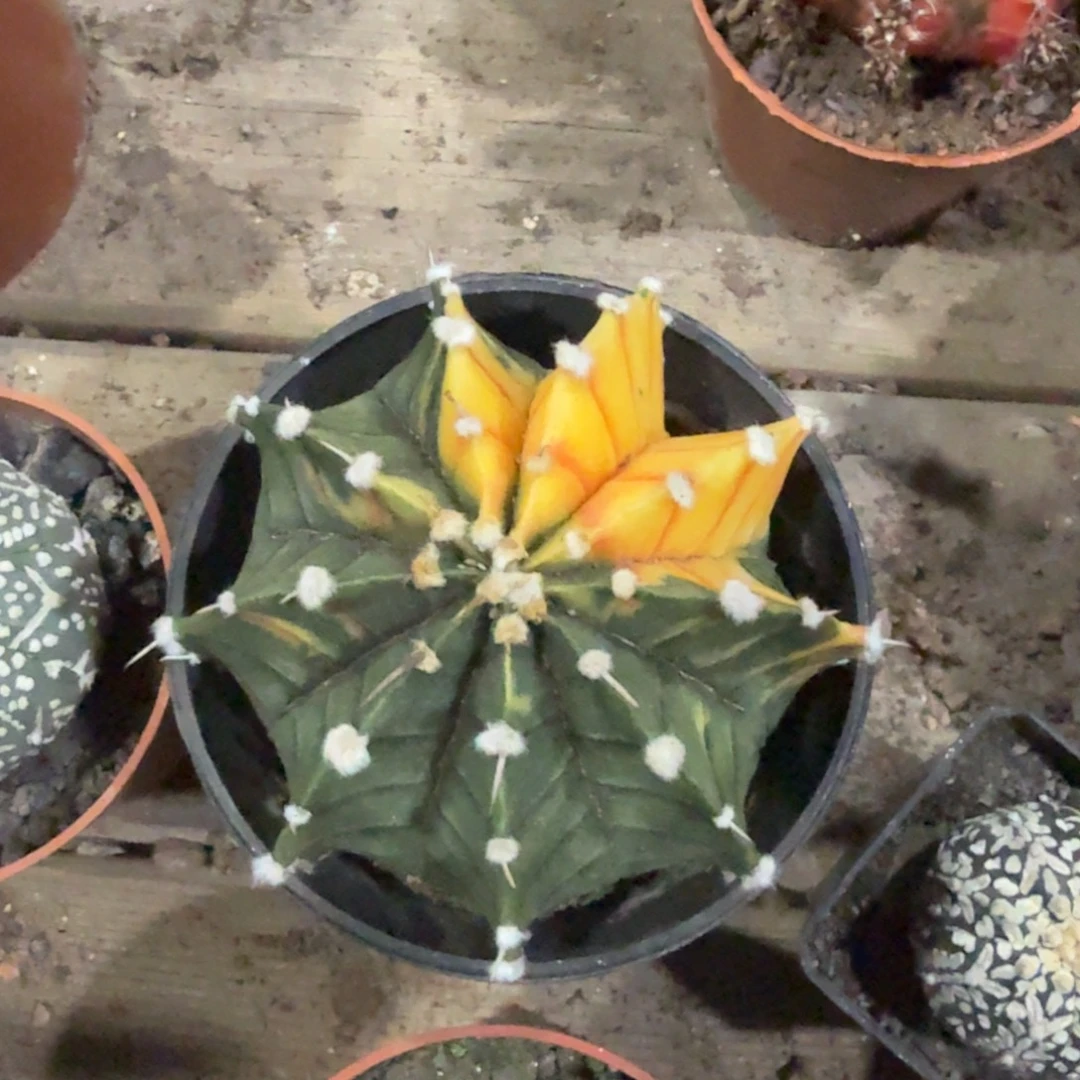 实生肋骨牡丹锦带盆带土