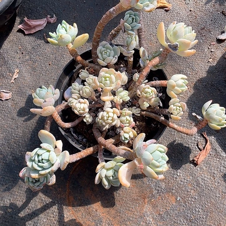 769冷香 一物一拍多肉