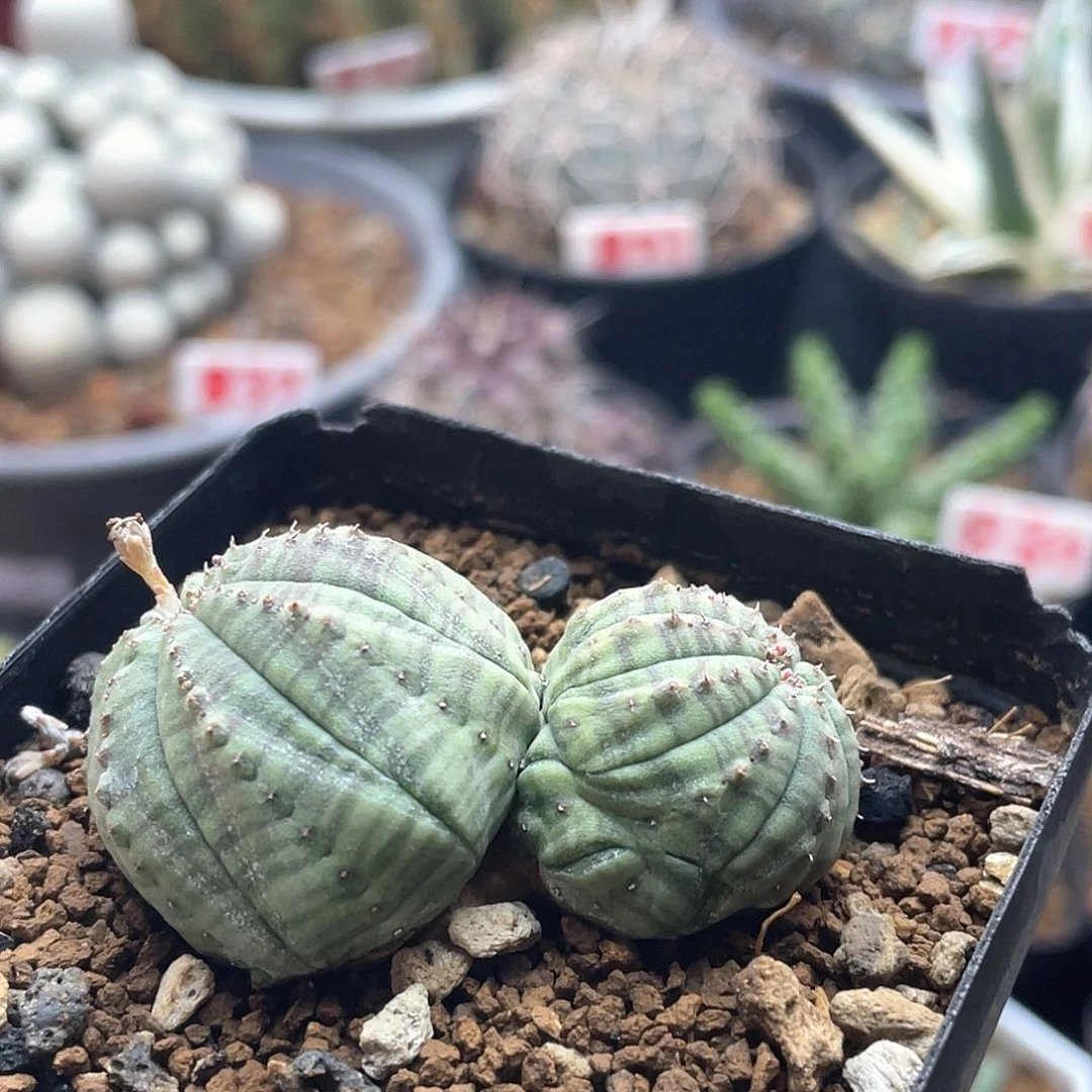双头龟甲布纹球仙人球多肉