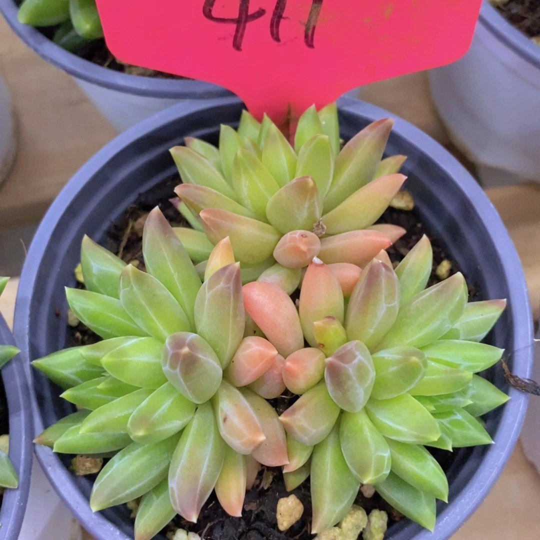 双十一专场开启，一单包邮