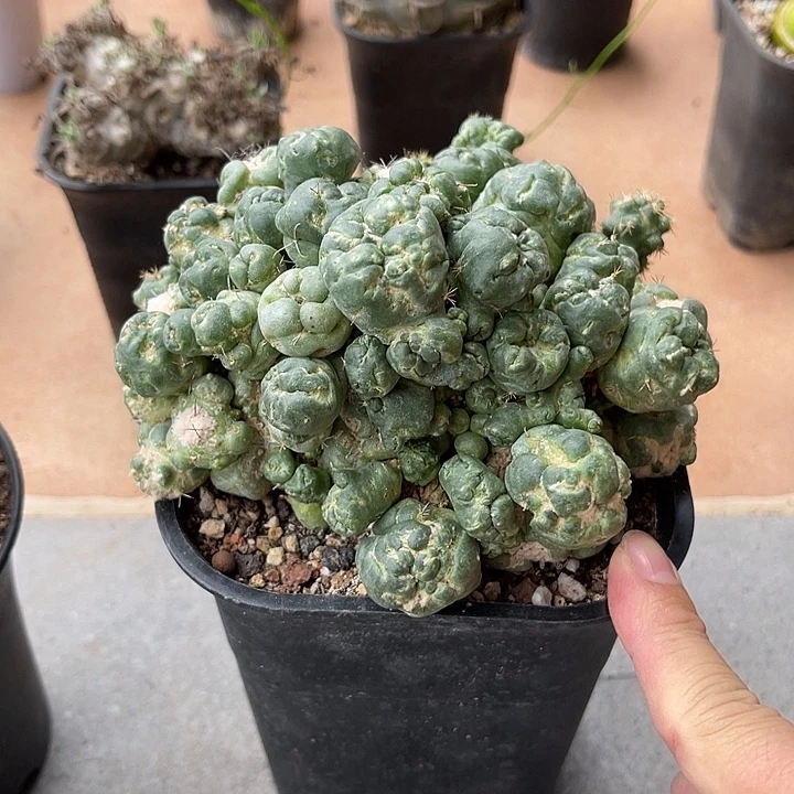 无花朵刺缀象牙一物一拍