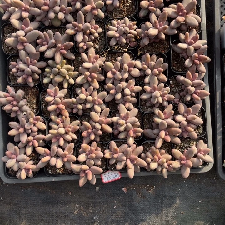 W****糖果美人多肉6厘米盆36个