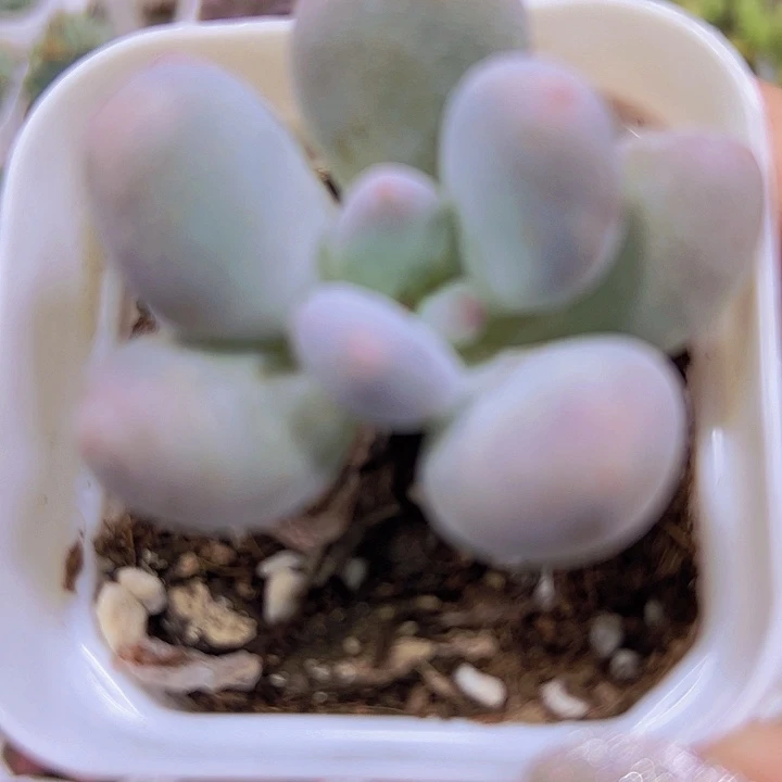 奶酪19包邮多肉植物