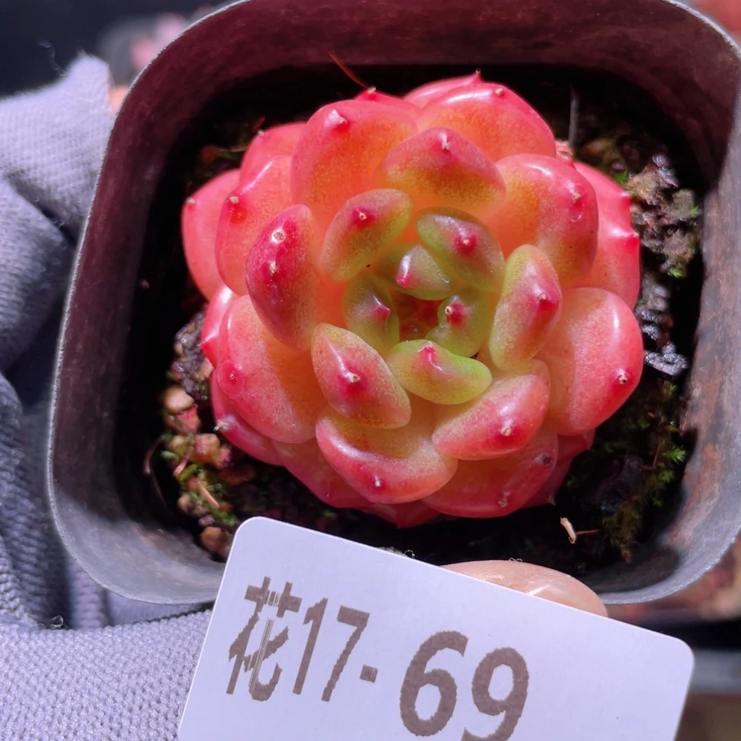 花利美17-69灵翠
