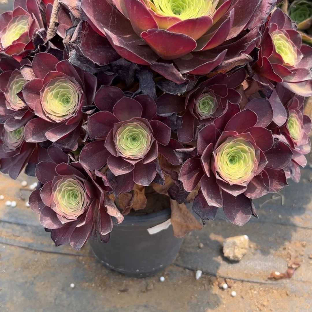 270魅金玫瑰多肉植物系