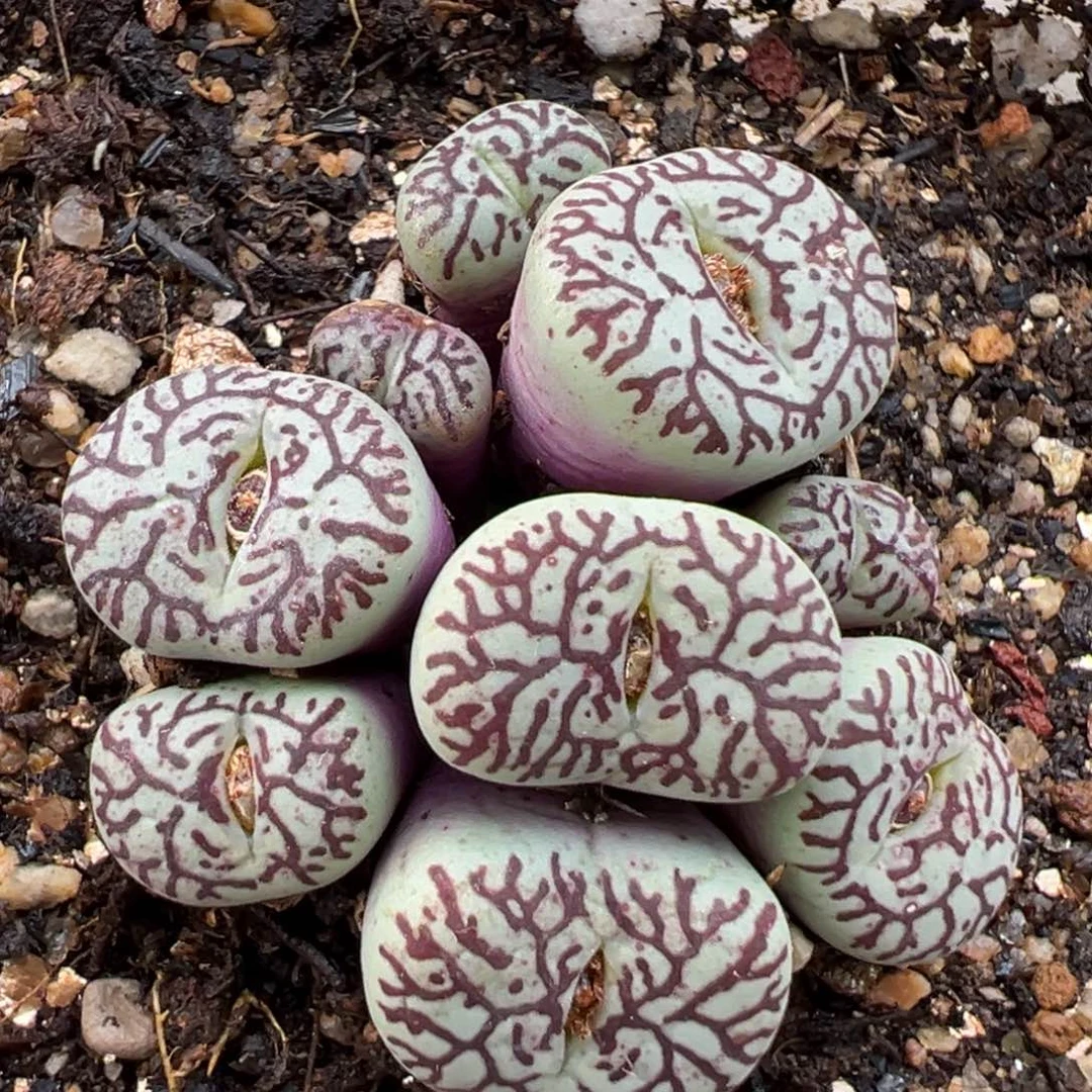 1.27好看的多肉934