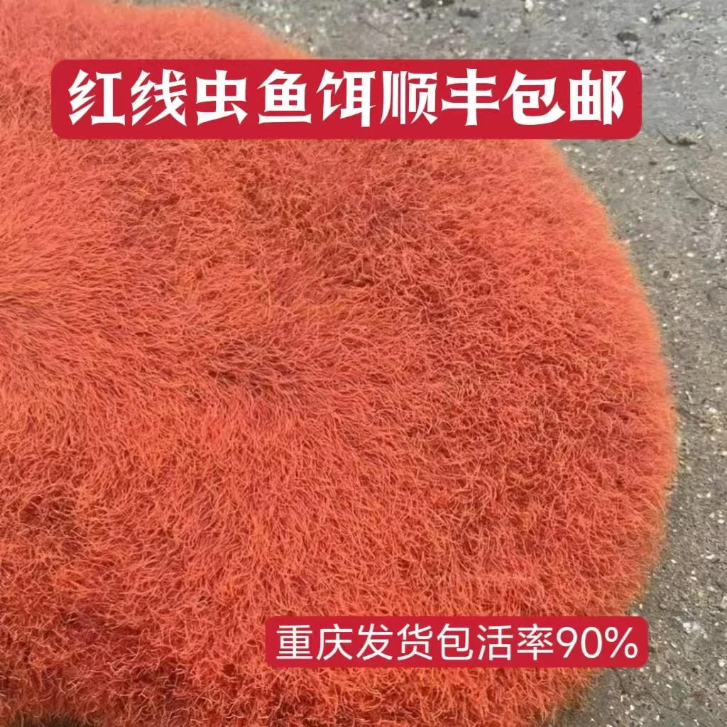 红线虫活饵钓鱼(不能及时取货请不要下单)