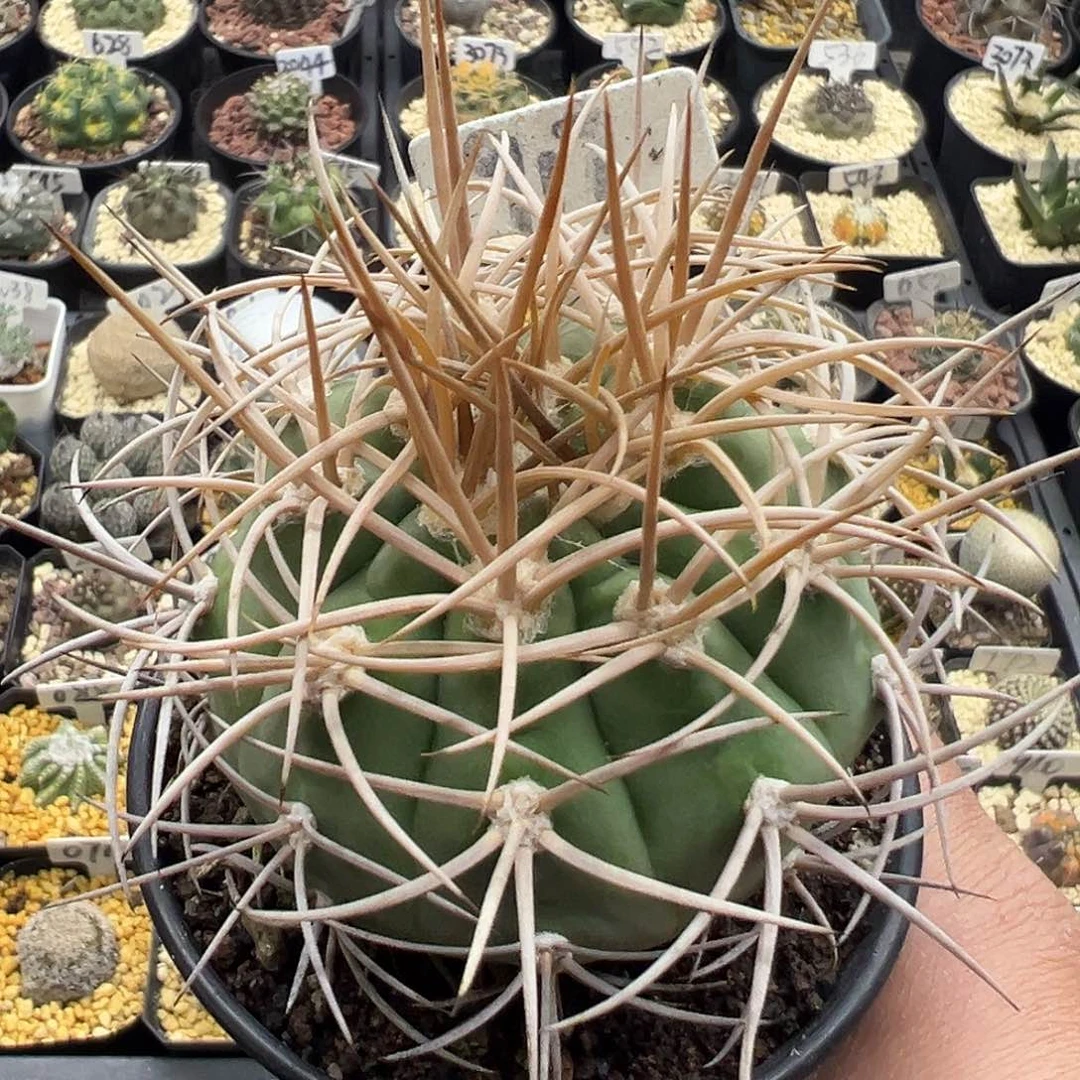 917摩天龙实生仙人球