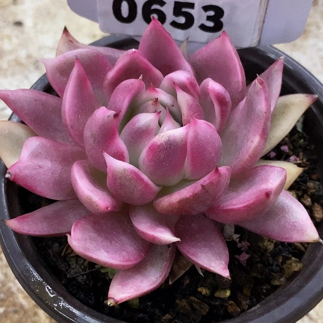 653哈哈哈哈哈哈哈哈哈