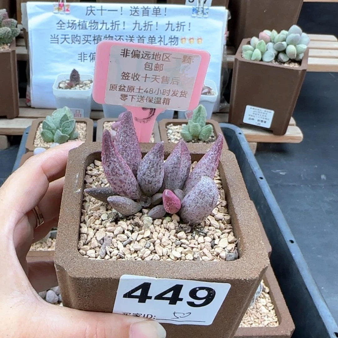 449猪尾巴多肉植物