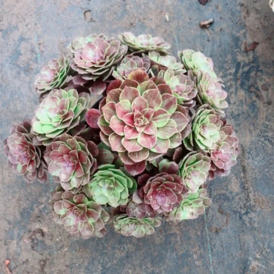 朴****无花朵花月夜50哈