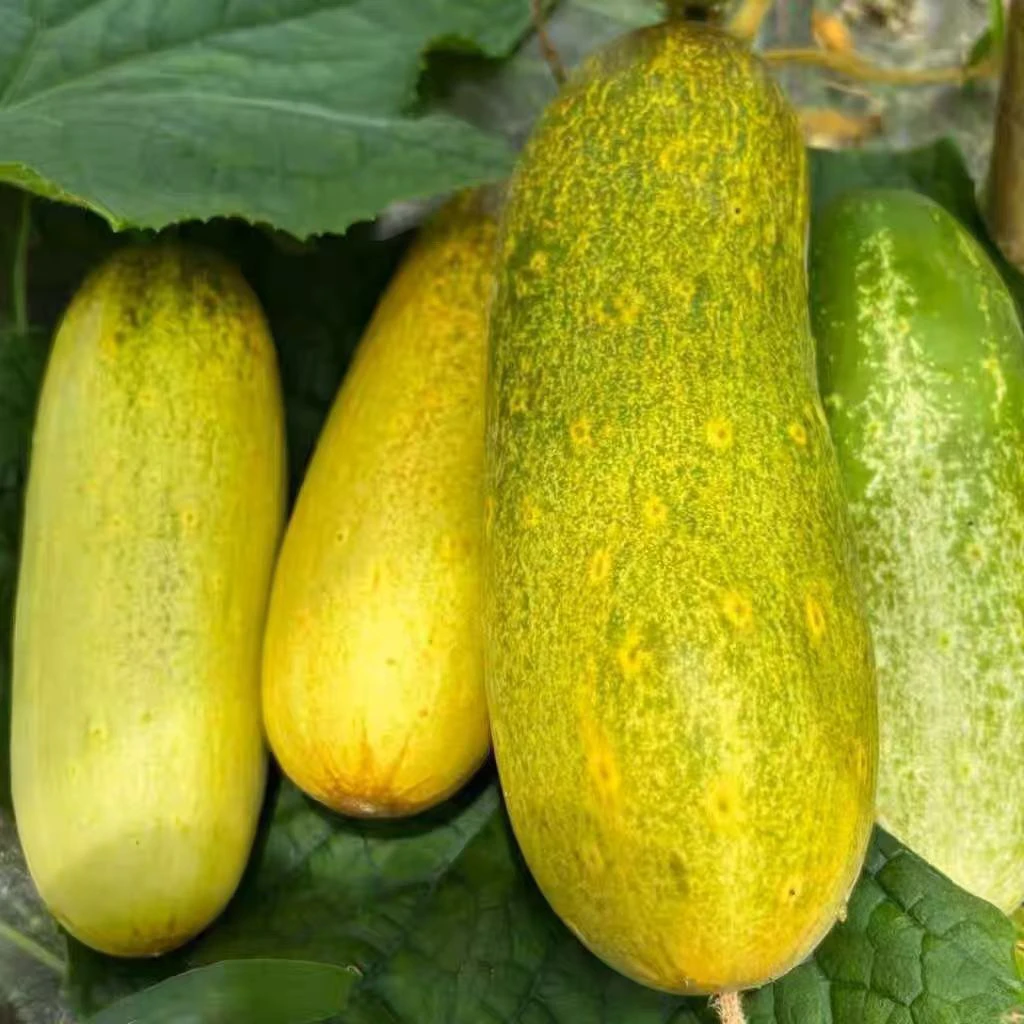 云南本地黄瓜，老品种黄瓜(嫩瓜绿瓜发货，收到货表皮氧化会变黄）